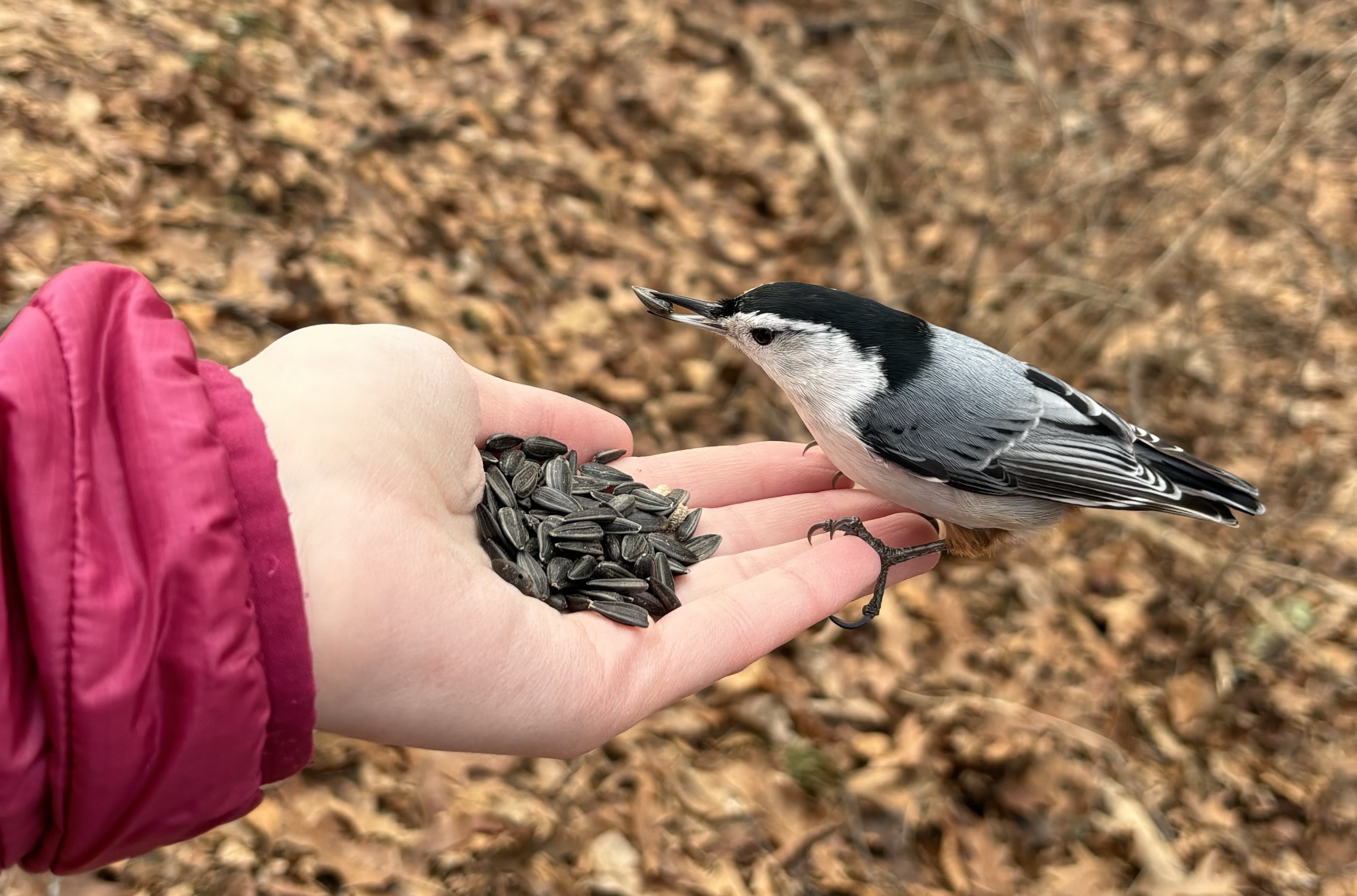 Sarah feeding a nuthatch bird a handful of sunflower seeds.