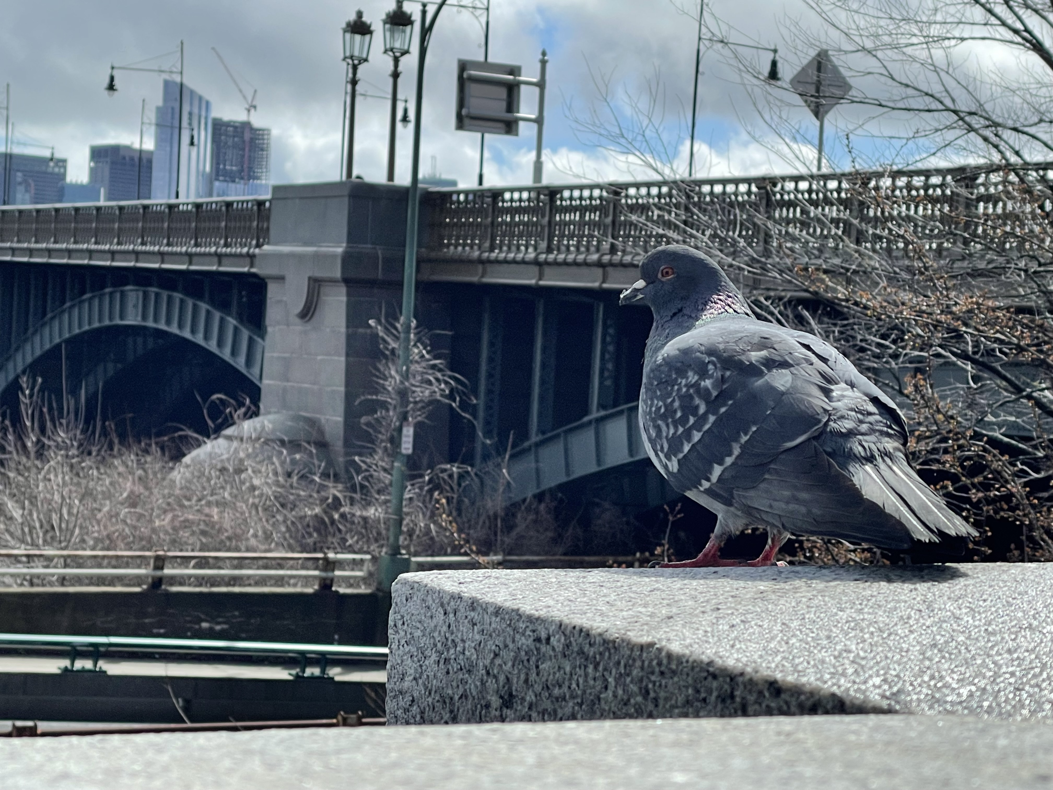 A pigeon overlooking Longfellow Bridge and the Charles River in Boston, Massachusetts.
