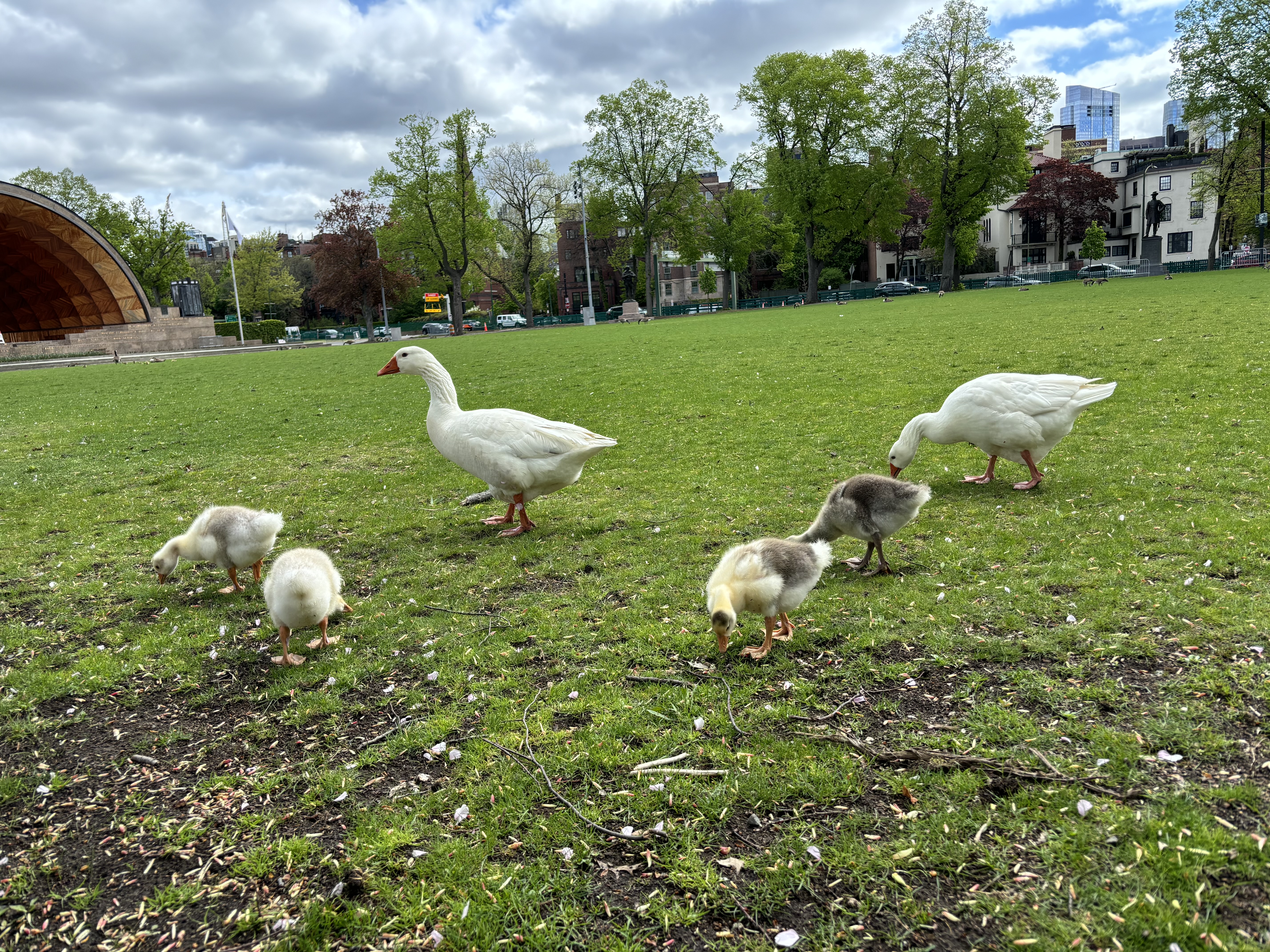 White geese and their goslings eating grass at the Charles River Espanlade.